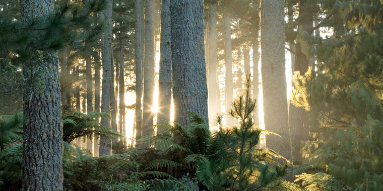 DIVERSE FORESTRY MODELS. MORE NEEDED?