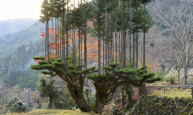 HARVESTING TREES ARTISTICALLY