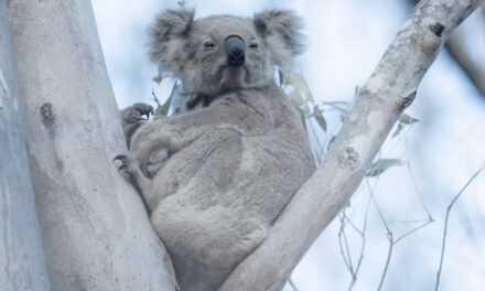 WHERE THE AUSSIE WILDLIFE ARE IN OUR FORESTS!