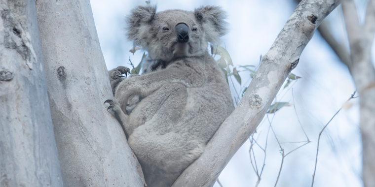 WHERE THE AUSSIE WILDLIFE ARE IN OUR FORESTS!