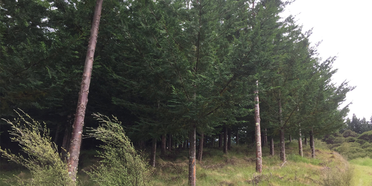 FINDING ALTERNATIVES TO PINE TREES