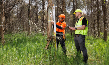 CAN FORESTRY RESHAPE NZ’s ENERGY FUTURE?