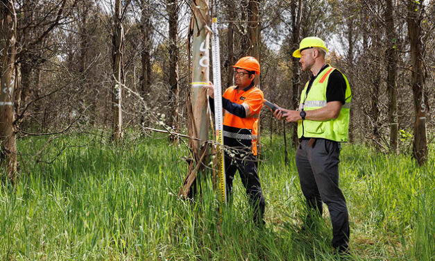 CAN FORESTRY RESHAPE NZ’s ENERGY FUTURE?