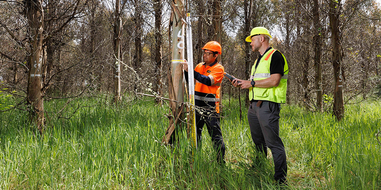 CAN FORESTRY RESHAPE NZ’s ENERGY FUTURE?