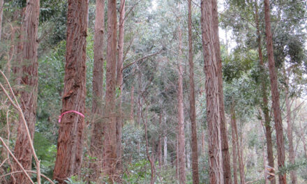 PROMISING SIGNS FOR NZ EUCALYPTS