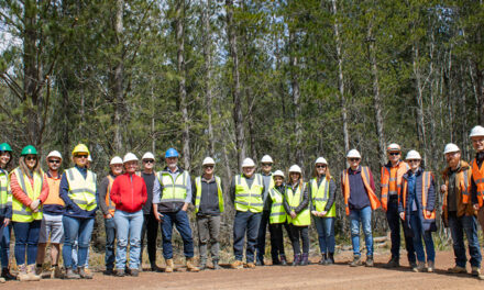 BRIDGING THE GAP BETWEEN FOREST AND BUILDING