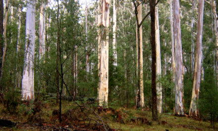 AUSSIE BLUE GUM’S HIDDEN STRENGTH