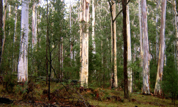 AUSSIE BLUE GUM’S HIDDEN STRENGTH