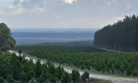 FOREST VIEWS FROM BEHIND THE LENS