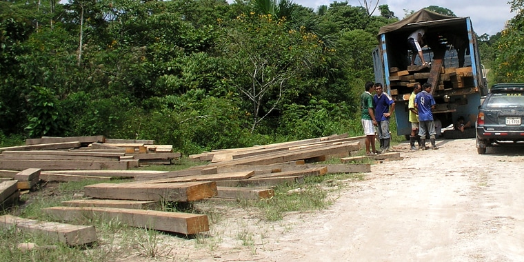 ILLEGAL LOGGING LAWS TO CHANGE IN OZ